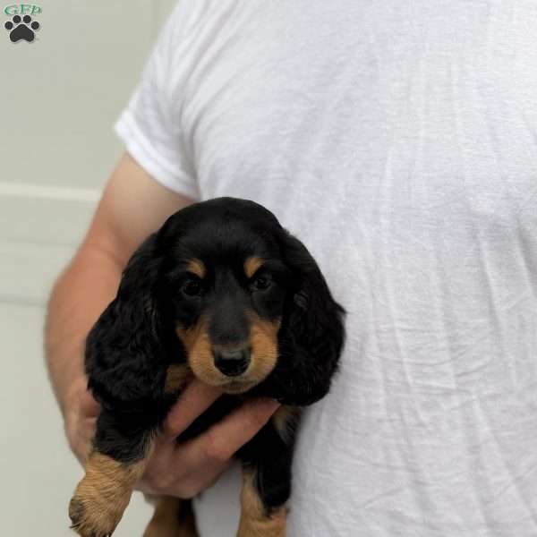 Rocky, Dachshund Puppy