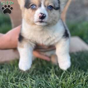 Rochelle, Pembroke Welsh Corgi Puppy