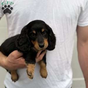Rocky, Dachshund Puppy