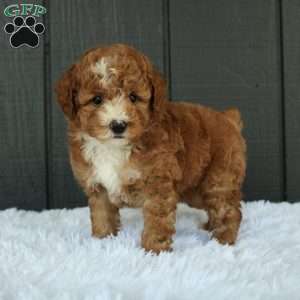 Blaze, Miniature Poodle Puppy
