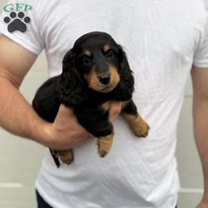 Rocky, Dachshund Puppy