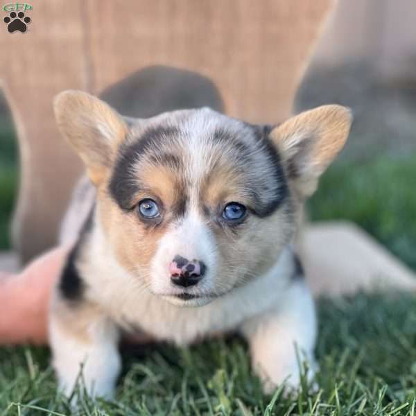Rochelle, Pembroke Welsh Corgi Puppy