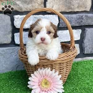 Millie, Havapoo Puppy