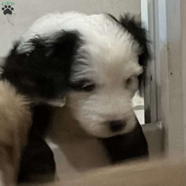 Apollo, Mini Golden Mountain Doodle Puppy