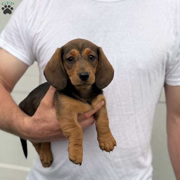 Starburst, Dachshund Puppy