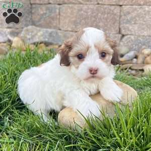Millie, Havapoo Puppy