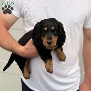 Duke, Dachshund Puppy