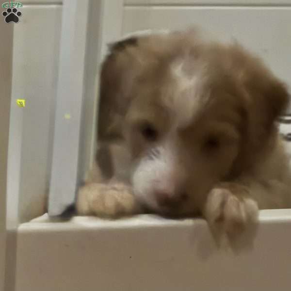 Nova, Mini Golden Mountain Doodle Puppy