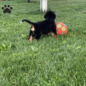 BoBo, Bernese Mountain Dog Puppy