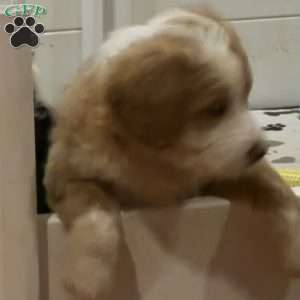 Samson, Mini Golden Mountain Doodle Puppy