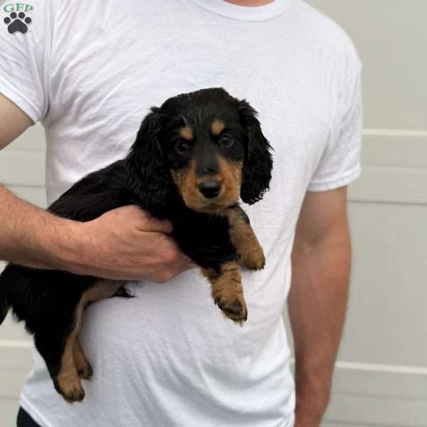Duke, Dachshund Puppy