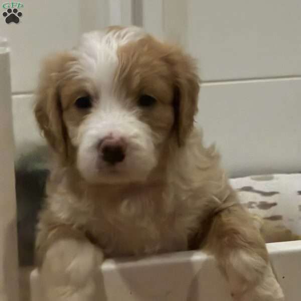 Samson, Mini Golden Mountain Doodle Puppy