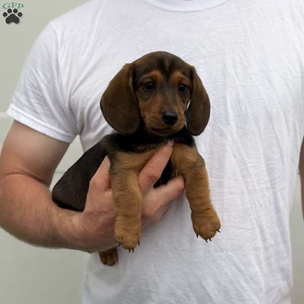 Brownie, Dachshund Puppy