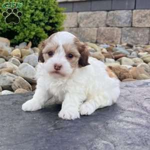 Millie, Havapoo Puppy