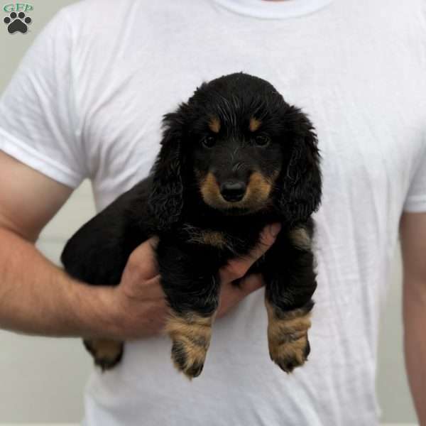 Luke, Dachshund Puppy