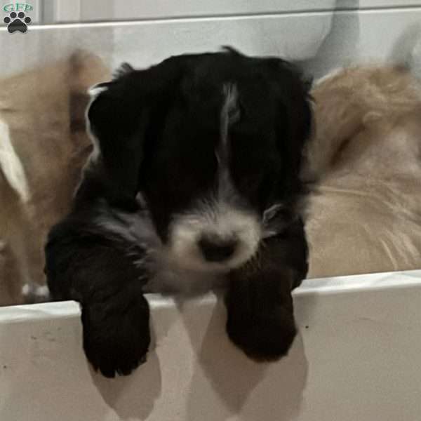 Pixie, Mini Golden Mountain Doodle Puppy