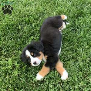 BoBo, Bernese Mountain Dog Puppy