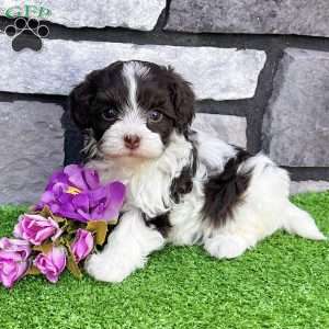 Mindy, Havapoo Puppy