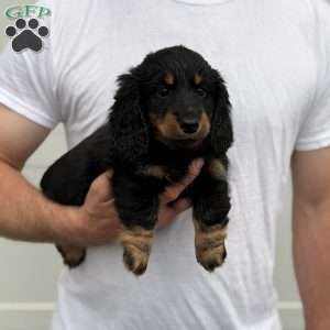 Luke, Dachshund Puppy