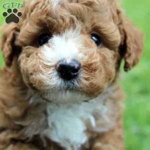 Blaze, Miniature Poodle Puppy