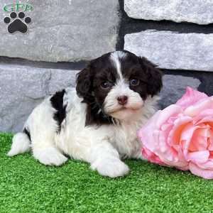 Mindy, Havapoo Puppy
