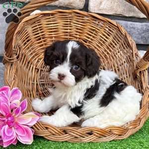 Mindy, Havapoo Puppy