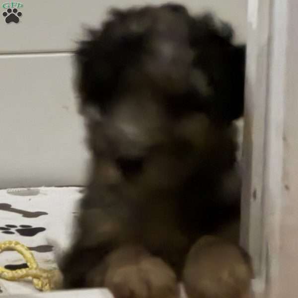 Roxie, Mini Golden Mountain Doodle Puppy