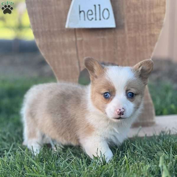 Rusty, Pembroke Welsh Corgi Puppy