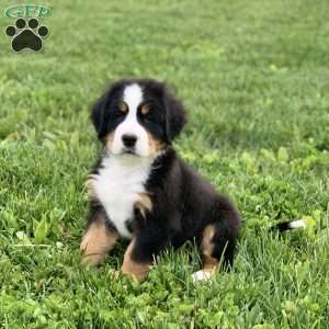BoBo, Bernese Mountain Dog Puppy