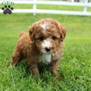 Blaze, Miniature Poodle Puppy