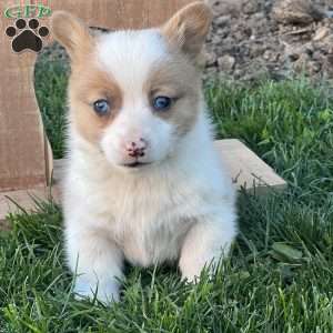 Rusty, Pembroke Welsh Corgi Puppy