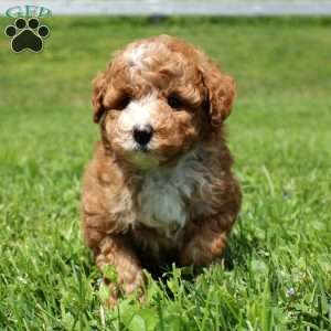 Blaze, Miniature Poodle Puppy