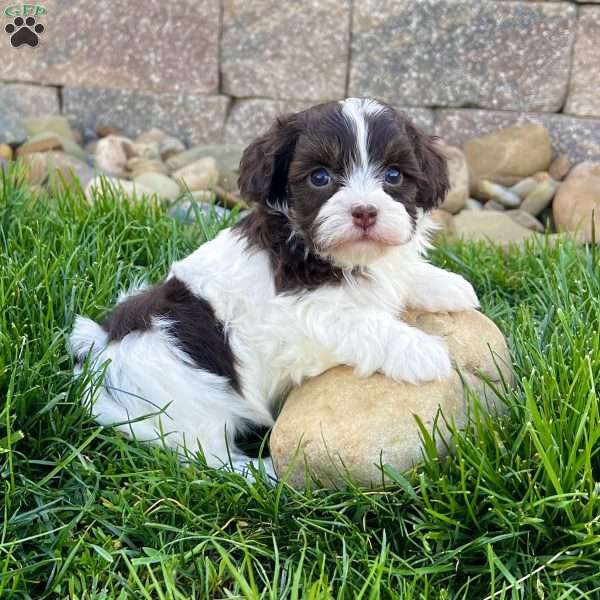 Mindy, Havapoo Puppy