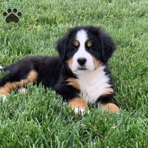 BoBo, Bernese Mountain Dog Puppy
