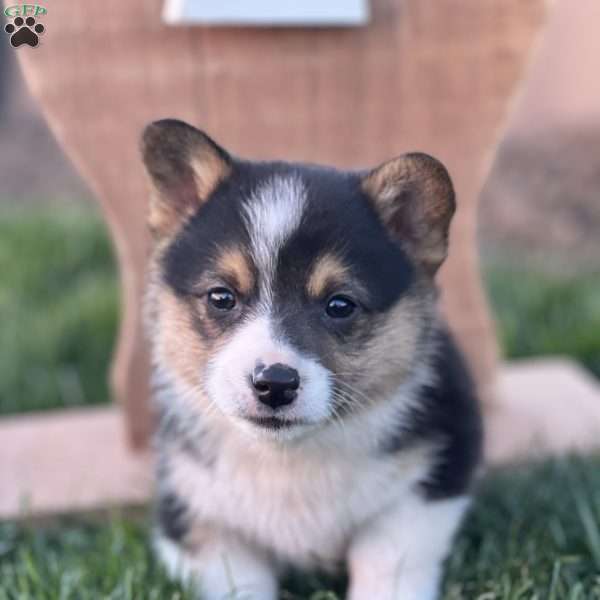 Rico, Pembroke Welsh Corgi Puppy