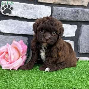 Molly, Havapoo Puppy