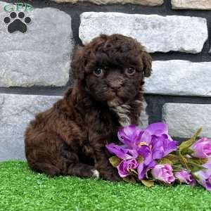 Molly, Havapoo Puppy