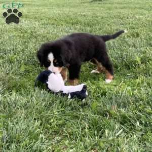 BoBo, Bernese Mountain Dog Puppy