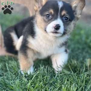 Rico, Pembroke Welsh Corgi Puppy