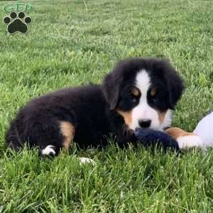 BoBo, Bernese Mountain Dog Puppy