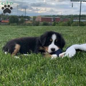 BoBo, Bernese Mountain Dog Puppy