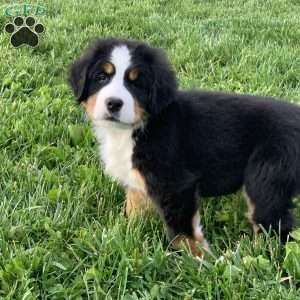BoBo, Bernese Mountain Dog Puppy