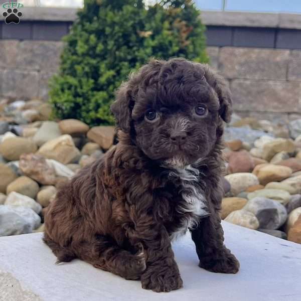 Molly, Havapoo Puppy