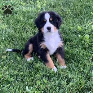 BoBo, Bernese Mountain Dog Puppy