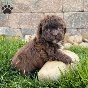 Molly, Havapoo Puppy