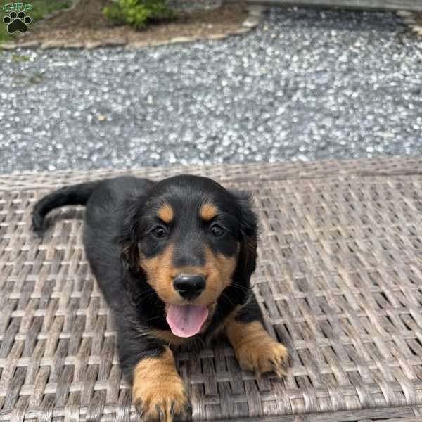 Duke, Dachshund Puppy