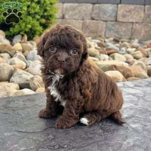 Molly, Havapoo Puppy