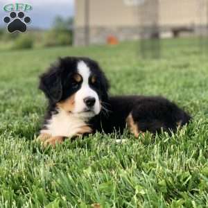 BoBo, Bernese Mountain Dog Puppy