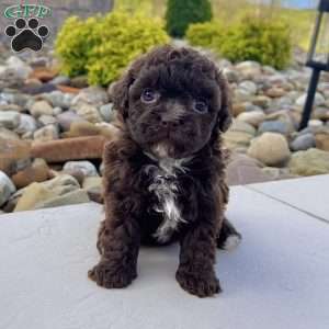 Molly, Havapoo Puppy