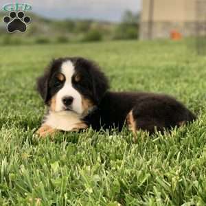 BoBo, Bernese Mountain Dog Puppy